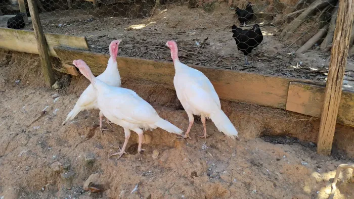 Peruas albinas a venda