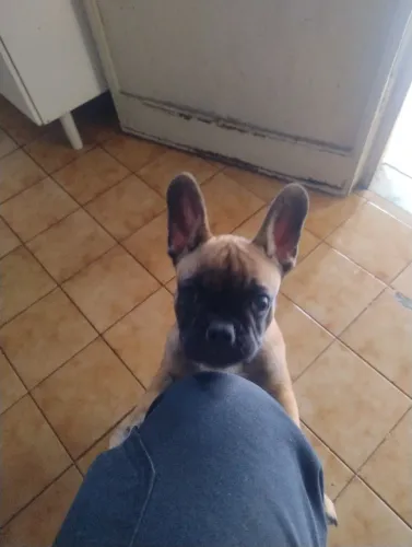Budogue francês