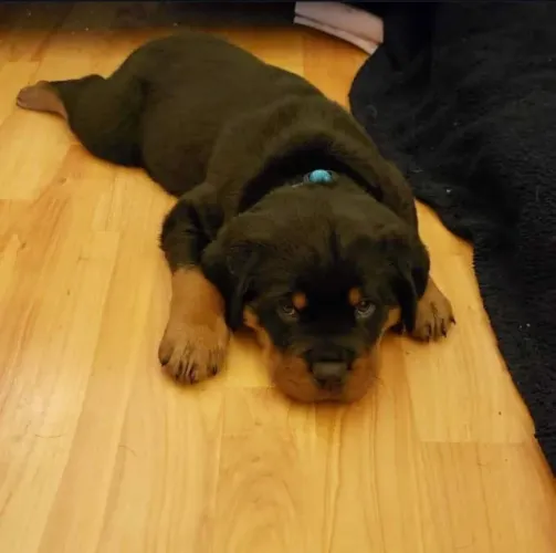 Filhotes de Rottweiler | Uma fofura impossível de ignorar.