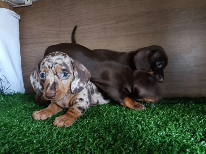 Filhotes Basset Dachshund fêmeas chocolate e arlequim chocolate