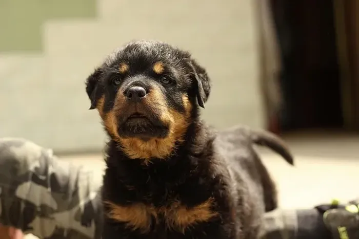Filhote de Rottweiler Com Um Jeito Que Se Destaca