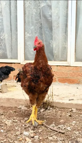 Galos de raça pura
