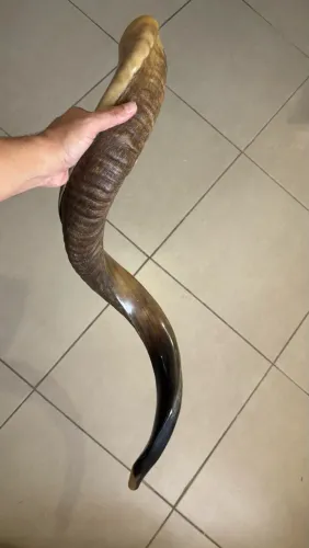 Shofar Importado de Israel