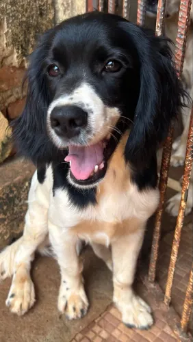 Filhote Cocker Spaniel