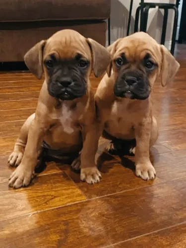 BOXER Personalidade marcante e muito carinho.
