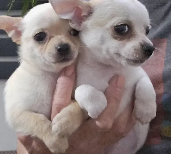 Chihuahua 