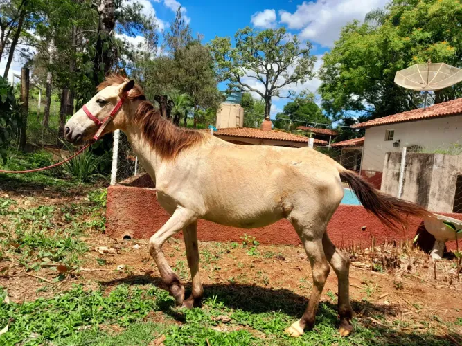 Cavalo a venda