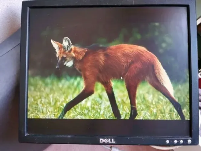 Monitor Dell e177fp preto