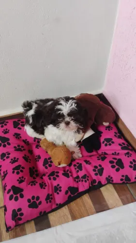 Cachorro Shitzu 