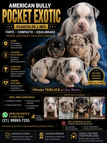 American Bully Pocket Exotic
