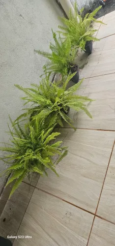 Mudas de planta