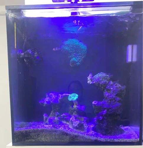Aquário vidro sexto vidro e sump