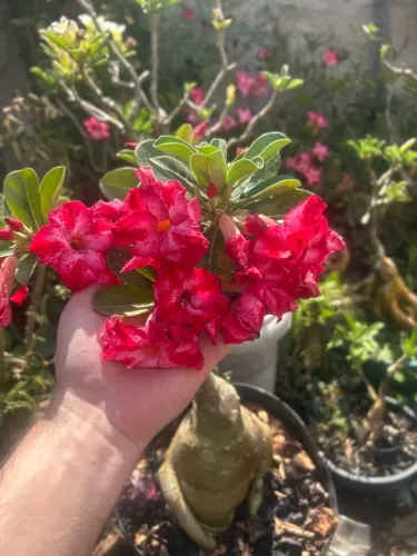 Rosa do deserto vermelha