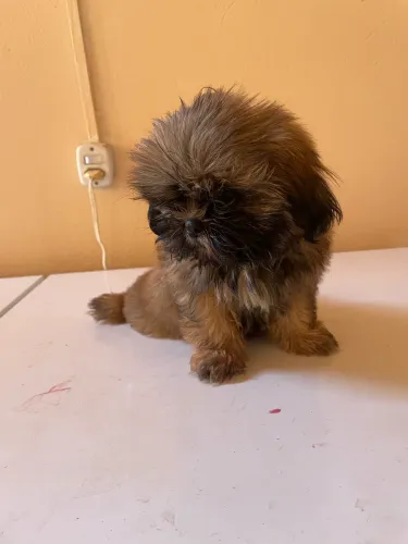 Filhote de Shih tzu macho 