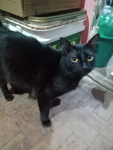 Gatinho preto para adoção
