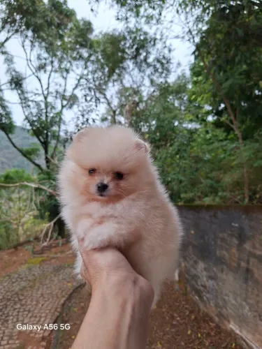? Spitz Alemão Anão ? Filhotes