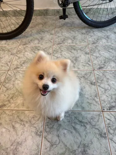 Spitz alemão
