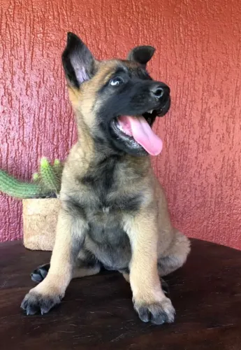 Filhote malinois