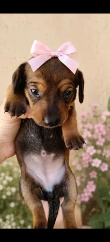 Filhote de basset