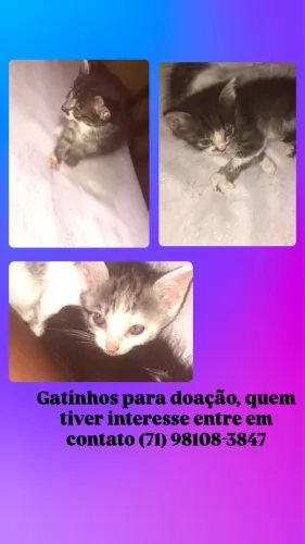 Gatos filhotes para doação 