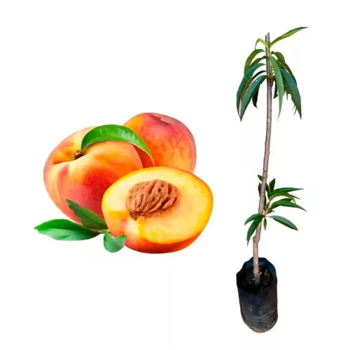 Mudas Frutíferas: Pêssego 