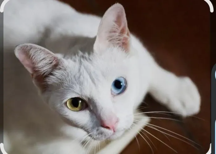 Gato super raro da raça Khao manee