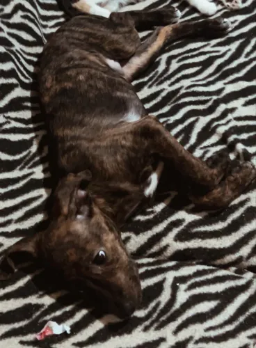 Doação de cachorrinha