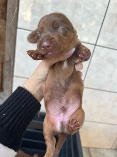 Filhote de Daschound