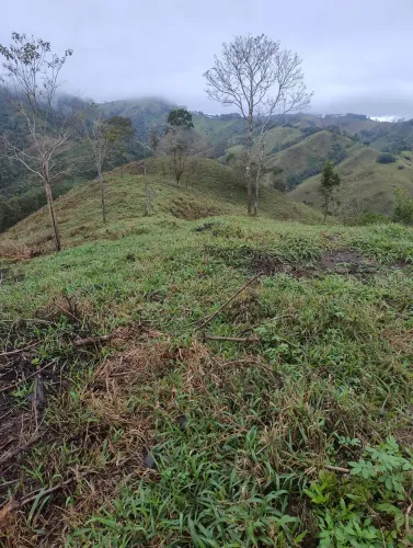 SÍTIO À VENDA - 15 HECTARES - PASTO FORMADO
