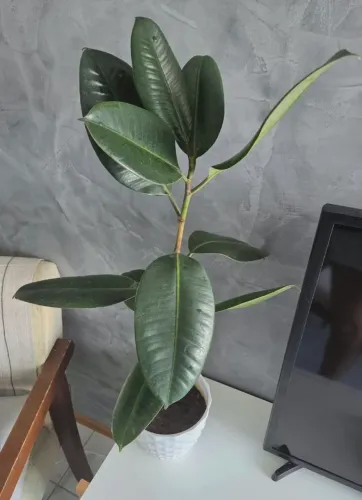 Planta Ficus Elástica