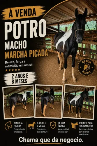 Cavalo pampa 2 anos e meio