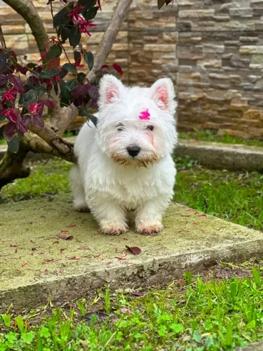 West Terrier | Entrega em CG 24/08