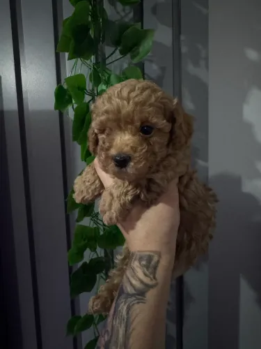 Poodle Toy Top de Linha - Reserve Já