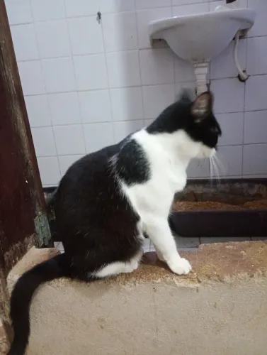 Gatinha castrada para adoção 