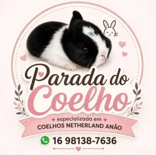 Filhotes de coelho netherland anão zap *