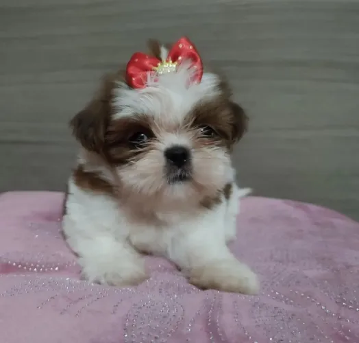 Shih Tzu Mais do que bonito, simplesmente encantador
