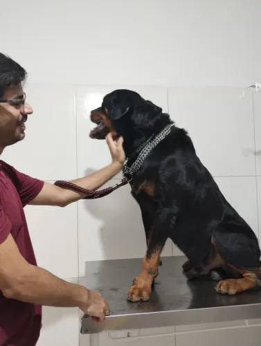 FILHOTES DE ROTTWEILER!