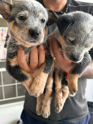 Filhotes Blue Heeler 