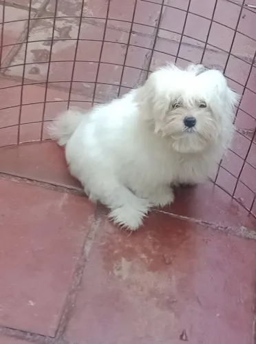maltês macho