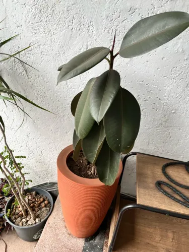 Planta + vaso