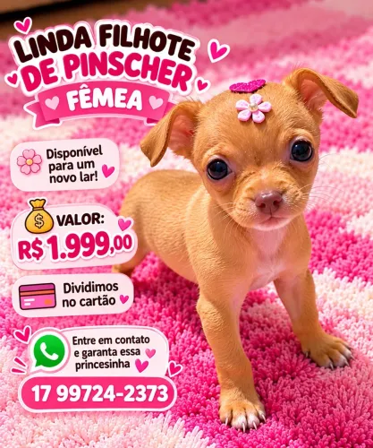 Linda filhote de Pinscher fêmea disponível para entrega