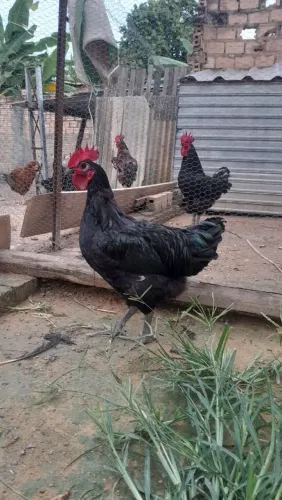Frango gigante negro