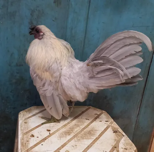 FRANGO DE AZTECA