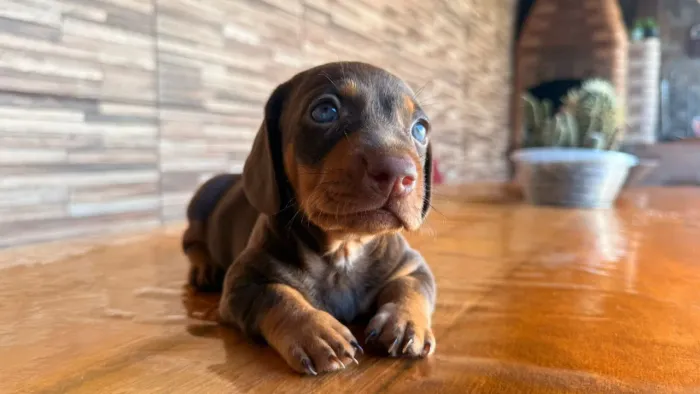 Filhotes de dachshund miniatura chocolates dos olhos azuis