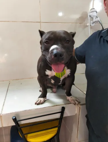 DOAÇÃO URGENTE DE AMERICAN BULLY