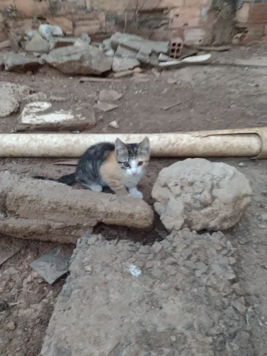 Doa_se filhote de gato 
