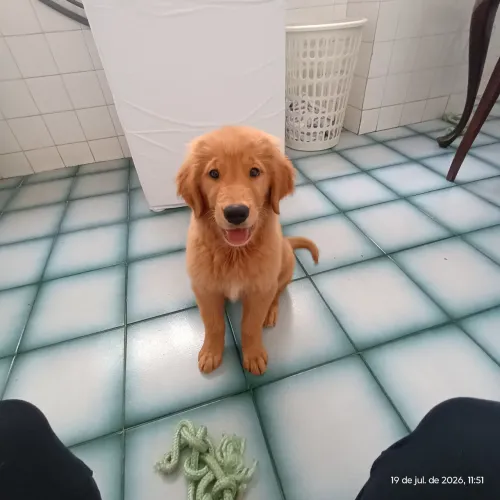 Vende-se linda filhote de golden retriever 3 meses