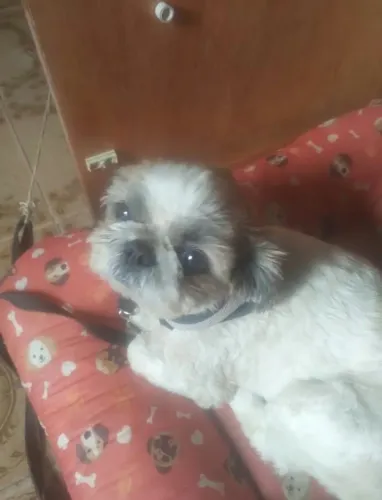 Shih-tzu fêmea a venda