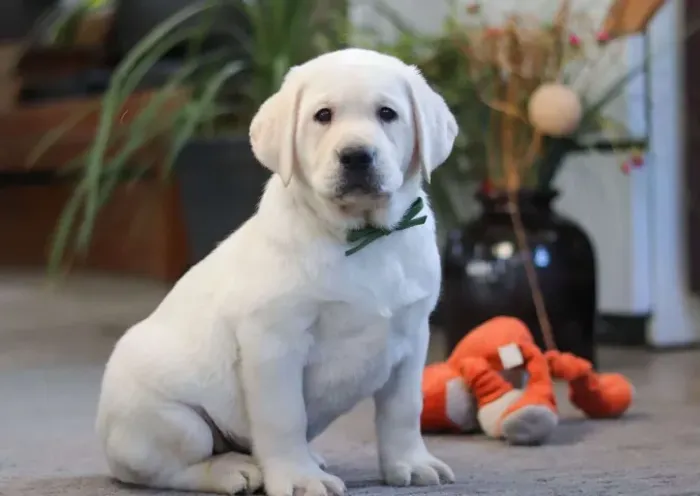 Filhotes de Labrador saudáveis! Fale comigo no WhatsApp!
