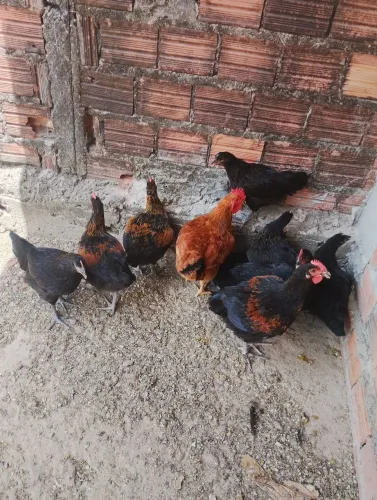 Vendo franguinhs